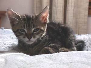 I'm just a baby. (Look at the size of those ears!)